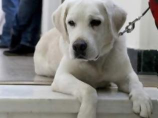 Φωτογραφία για Ο σκύλος της Βουλής -Ενα κατάλευκο λαμπραντόρ στην ΚΟ του ΣΥΡΙΖΑ! [photos]