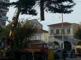 Φωτογραφία για «Ιπτάμενο» δέντρο ... προσγειώθηκε στην Τρίπολη!