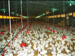Φωτογραφία για 8 χώρες σταμάτησαν να προμηθεύονται κότες από την Γαλλία μετά από κρούσμα Η5Ν1