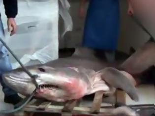Φωτογραφία για Ψαράς έπιασε καρχαρία 280 κιλών
