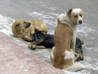 Φωτογραφία για ΑΙΣΧΟΣ: Δολοφόνησαν τέσσερα σκυλιά στα Λουτρά Υπάτης [ΣΚΛΗΡΕΣ ΕΙΚΟΝΕΣ]