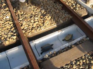 Φωτογραφία για Τούνελ για τις χελώνες στις ράγες των ιαπωνικών σιδηροδρόμων!