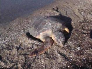 Φωτογραφία για Νεκρές χελώνες από πλαστικά στον Θερμαϊκό κόλπο;