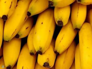 Φωτογραφία για Μύκητας απειλεί την κύρια ποικιλία μπανάνας με ολική εξαφάνιση