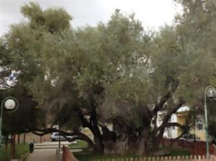 Φωτογραφία για Πέντε υπεραιωνόβια ελαιόδεντρα μεταφυτεύονται στην Αθήνα