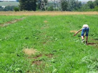 Φωτογραφία για Παραμύθι ότι οι Ελληνες γυρνάνε στα χωράφια - Διαβάστε ΓΙΑΤΙ