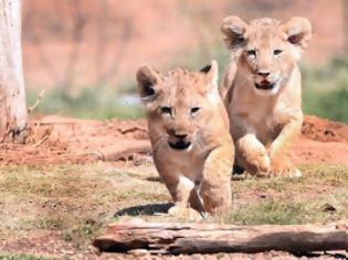 Φωτογραφία για Ντεμπούτο για τα αξιολάτρευτα λιονταράκια