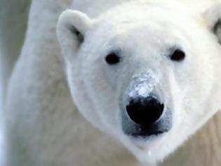 Φωτογραφία για Μία στις τρεις πολικές αρκούδες θα χαθεί λόγω κλιματικής αλλαγής ως το 2050