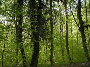 Φωτογραφία για Εφαρμόζει το δασοκτόνο νόμο 4280/2014!