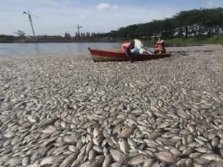 Φωτογραφία για Εικόνα-σοκ: Χιλιάδες νεκρά ψάρια σε λίμνη... Σε ποιο μέρος συνέβη αυτό;