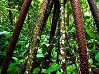 Φωτογραφία για Το μυστηριώδες δάσος του Εκουαδόρ