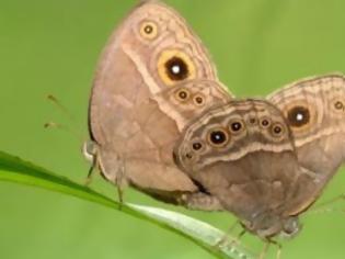 Φωτογραφία για Οι εκτεταμένες περίοδοι ξηρασίας απειλούν τις πεταλούδες