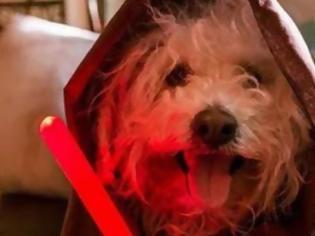 Φωτογραφία για Και ο σκύλος του Ζούκερμπεργκ θαυμαστής του Star Wars