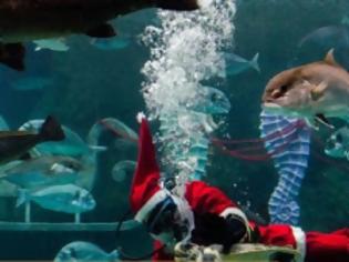 Φωτογραφία για Χριστούγεννα στο Ενυδρείο Κρήτης με τον υποβρύχιο Άγιο Βασίλη! [photo+video]
