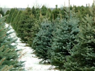 Φωτογραφία για Δύο... ΕΝΦΙΑ η αγορά των Χριστουγεννιάτικων δέντρων παγκοσμίως!
