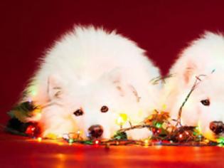 Φωτογραφία για Όταν τα αγαπημένα μας σκυλάκια εύχονται... Καλά Χριστούγεννα! [photos]