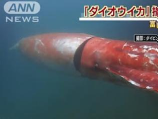 Φωτογραφία για Βίντεο: Καλαμάρι-γίγας κολυμπά στις ακτές της Ιαπωνίας