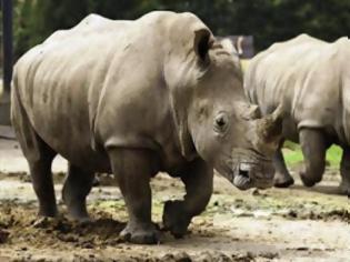 Φωτογραφία για Οι ζωολογικοί κήποι προκαλούν διαβήτη στους ρινόκερους;