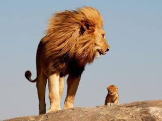 Φωτογραφία για Στειρωμένο λιοντάρι έγινε πατέρας τριών λευκών λιονταριών