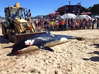 Φωτογραφία για Απίστευτο! Τι βρήκαν στο στομάχι μιας φάλαινας δολοφόνου που ξεβράστηκε στην Αφρική; [photo]