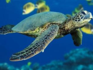 Φωτογραφία για Η κλιματική αλλαγή διαταράσσει την αναλογία αρσενικών και θηλυκών χελωνών