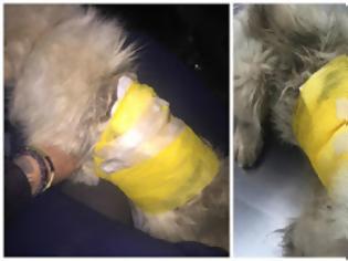 Φωτογραφία για Χτύπησαν με τσάπα σκύλο στην Κομοτηνή - Επέζησε παρά τα σοβαρά του τραύματα