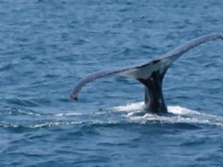 Φωτογραφία για Συντονισμένη επιχείρηση διάσωσης φάλαινας στη Χιλή