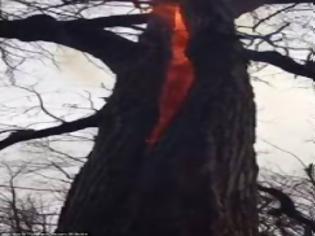 Φωτογραφία για Τι έχει αυτό το δέντρο και το λένε το δέντρο του Διαβόλου;
