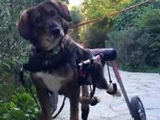 Φωτογραφία για Γκρέτα: Η ανάπηρη σκυλίτσα των Εξαρχείων [video]