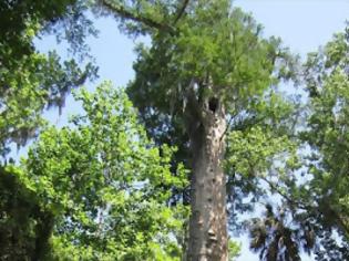 Φωτογραφία για Κλωνοποίηση δέντρου ηλικίας 2.000 ετών