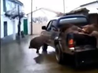 Φωτογραφία για O αγριόχοιρος ήταν ζωντανός και την κοπάνησε από την καρότσα! Δες το απίστευτο βίντεο…