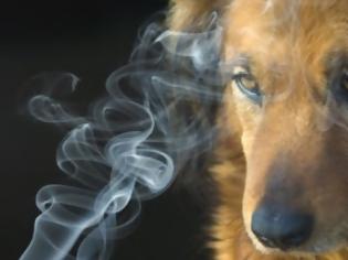 Φωτογραφία για Το κάπνισμα βλάπτει σοβαρά την υγεία… της γάτας και του σκύλου σας!