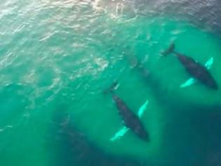 Φωτογραφία για Drone κατέγραψε ένα κοπάδι από φάλαινες την ώρα που τρώνε με μανία [video]