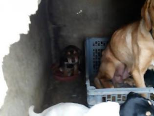Φωτογραφία για Πάρος: Αλυσοδεμένα, σκελετωμένα χωρίς τροφή 2 σκυλιά και τα κουτάβια τους