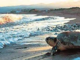 Φωτογραφία για Χτυπημένη εντοπίστηκε στην παραλία Καραθώνας θαλάσσια χελώνα careta careta