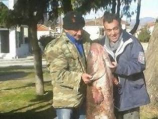 Φωτογραφία για ΚΑΣΤΟΡΙΑ: Γουλιανό ΤΕΡΑΣ έπιασε ψαράς στο Μαυροχώρι [photos]