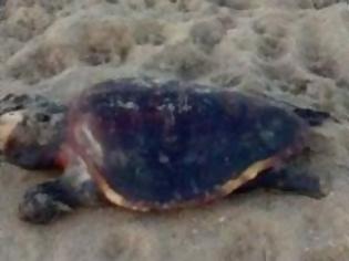 Φωτογραφία για Τι συμβαίνει στον Θερμαϊκό Κόλπο; - Αλλη μια νεκρή χελώνα καρέτα καρέτα [photo]