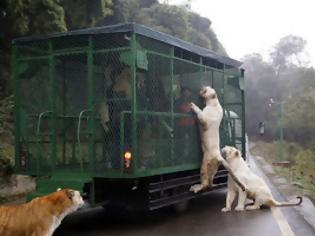 Φωτογραφία για Εκεί που τα ζώα κυκλοφορούν ελεύθερα και οι επισκέπτες μπαίνουν σε κλουβιά