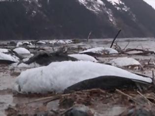 Φωτογραφία για Μυστηριώδης θάνατος δεκάδων χιλιάδων θαλάσσιων πτηνών στην Αλάσκα