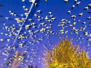 Φωτογραφία για Τα σπάνια πουλιά της πόλης του Τόκιο. Πώς η ιαπωνική πρωτεύουσα πλημμύρισε από τροπικούς παπαγάλους