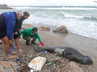 Φωτογραφία για Μια τραυματισμένη φώκια ξεκουράζεται στις παραλίες στα νότια προάστια της Αττικής