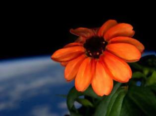 Φωτογραφία για Γεγονός το πρώτο λουλούδι που άνθισε στο διάστημα!