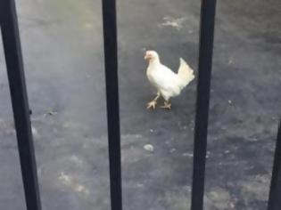 Φωτογραφία για Βίντεο: H στιγμή που η γυναίκα έριξε την κότα στο Μαξίμου