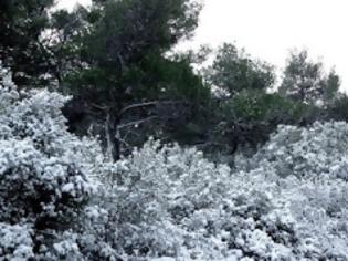 Φωτογραφία για «Παγώνει» ο υδράργυρος και αυξάνονται τα μποφόρ