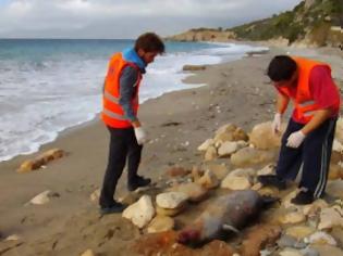 Φωτογραφία για Η 6η φώκια που εντοπίζεται νεκρή από δυναμίτη βρέθηκε στη Σάμο