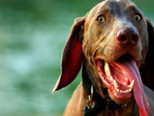 Φωτογραφία για 5 μύθοι για το στόμα του σκύλου σας