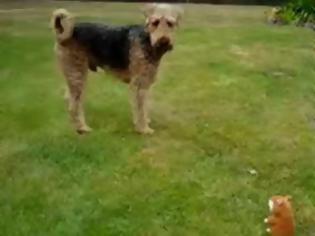 Φωτογραφία για Σκύλος τσακώνεται με παιχνίδι που… γαβγίζει [video]