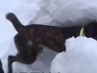 Φωτογραφία για Σκύλοι - διασώστες εκπαιδεύονται στο χιόνι