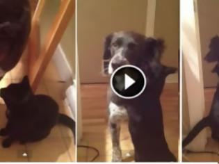 Φωτογραφία για Ο σκύλος έλειπε από το σπίτι για δέκα μέρες - Όταν η γάτα τον ξαναείδε… απίστευτο! [video]