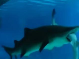 Φωτογραφία για Καρχαρίες... κανίβαλοι σε ζωολογικό πάρκο της Σεούλ [video]